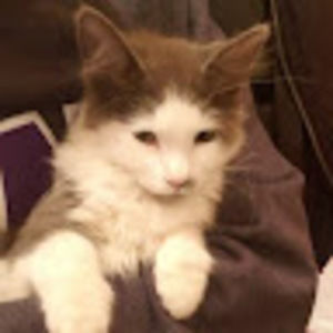 Meet your Posher, Joyce